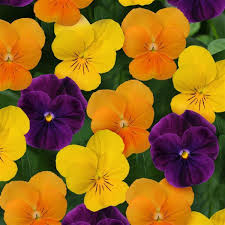 Orange Viola Sorbet Flower seeds for Planting - Fragrant Blossoms, Heirloom & GMO Free Seeds for Home Garden