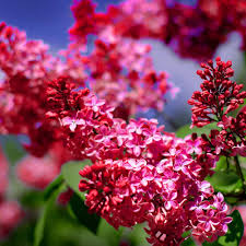 Red Lilac Seeds Tree Fragrant Hardy Perennial Flower Shrub Garden Plant Tree
