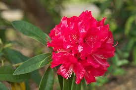 Red Rhododendron Barbatum Flower Planting