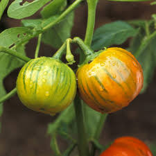 Orange Turkish Vegetable Seeds for Planting