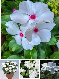 White Vinca Flower Seeds for Planting Ideal for Lush Gardens and Vibrant Landscapes