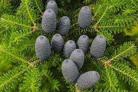Balsam Fir Seeds Abies Balsamea Evergreen Conifer Tree Aromatic Foliage Attractive Shape Low Maintenance for Gardens