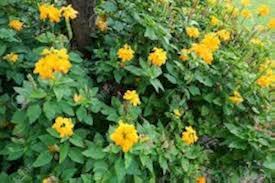 Yellow Crossandra Flower Seeds for Lush Blooms - Perfect Addition to Your Garden Collection