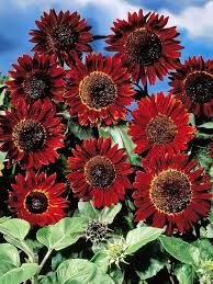 Red Sunflower Seeds for Planting - Moulin Flower Variety