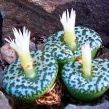 Green Conophytum Obcordellum Flower seeds for Planting - Perfect for Borders, Heirloom & GMO Free Seeds for Home Garden