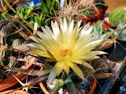Yellow Leuchtenbergia Plant Planting Seeds