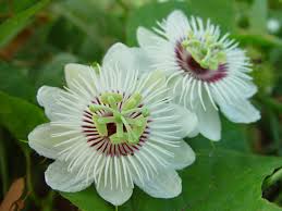 White Passiflora Biflora Flower Seeds for Planting Seed for Elegant White Blooms in Gardens