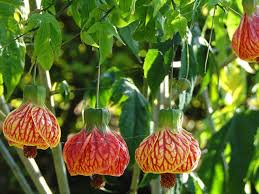 Abutilon Striatum Flower Seeds - Yellow & Red , Perfect for Planting