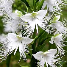White Egret Flower Seeds for Easy Planting