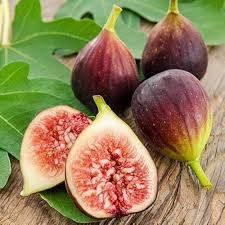 Brown Turkey Fig Seeds for Planting