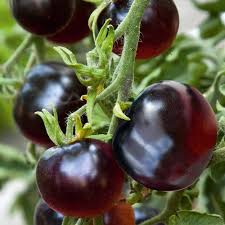Lavender Tomato Seeds - Perfect for Planting