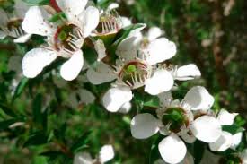 White Leptospermum Citratum Tree Planting Seed for Beautiful Growth and Fragrant Blooms in Your Garden