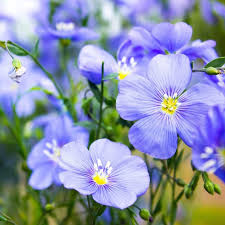Blue Usitatissimum Flower seeds for Planting - Low Maintenance, Heirloom & GMO Free Seeds for Home Garden