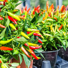 Mixed Chili Vegetable Planting Seeds