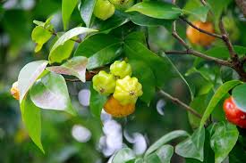 Pitanga Fruit Seeds for Planting Grow Your Own Tropical Harvest