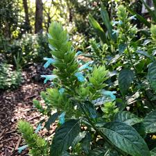 Ecbolium Viride Flower Seeds for Planting