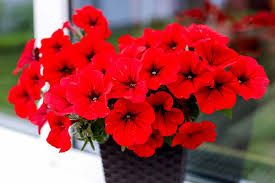 Double Madness Petunia Red Flower Planting Seeds - Vibrant Annual Seeds for Stunning Summer Blooms