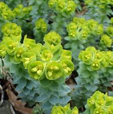 Green Euphorbia Myrsinites Flower seeds for Planting - Cut Flower Favorite, Heirloom & GMO Free Seeds for Home Garden