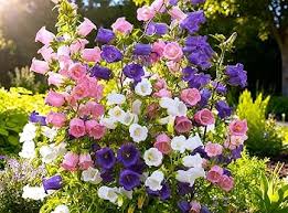 Bells Mix Flower Planting Seeds for Colorful Gardens