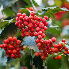 Red Sorbus Tree Seeds for a Vibrant Garden | Quality Tree Planting Seeds