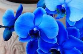 Blue Phalaenopsis Flower Seeds for Planting
