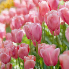 Baby Pink Tulip Flower seeds for Planting - Hardy Variety, Heirloom & GMO Free Seeds for Home Garden