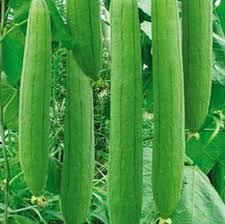 Luffa Vegetable Seeds for Planting for Planting, Premium Seeds | Heirloom Non-GMO