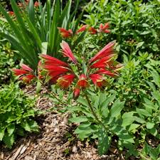 Red Alstroemeria Psittacina Flower seeds for Planting - Cottage Garden Essential, Heirloom & GMO Free Seeds for Home Gar