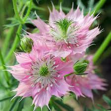 Pink Nigella Damascena Seeds for Planting - Annual Flower Seeds for Spring Gardening