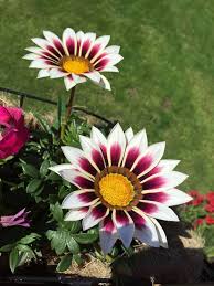 White Purple Gazania Seeds for Planting Vibrant Annual Flower Seeds