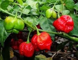 Red Trinidad Scorpion Seeds for Planting Hot Pepper Variety