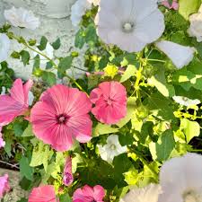 White Pink Lavatera Flower Seeds for Planting Seed for Lush Blooms, Perfect for Elegant Garden Displays