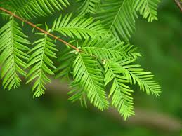 Plant Dawn Redwood Seeds - Step-by-Step Growing Instructions
