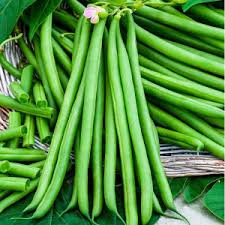 Green French Bean Slenderette Planting Seeds - 1 pcs