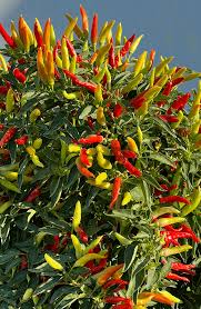 Tabasco Hot Pepper Vegetable Seeds Perfect for Gardening & Planting