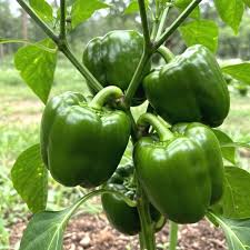 Green Bell Pepper Seeds Planting Guide