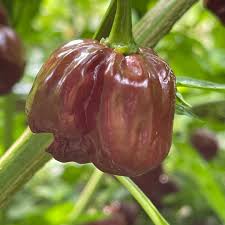 Chocolate Habanero Pepper Seeds for Home Gardening