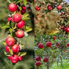 Fuji Apple Seeds for Planting Grow Sweet, Juicy Apples at Home