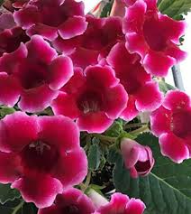 Sinningia Gloxinia Flower Seeds for Vibrant Indoor and Outdoor Blooms