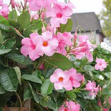 Sanderi Flower Planting Seeds Pink White