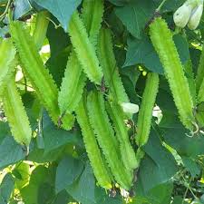 Winged Bean Planting Vegetable Seeds Seed for High-Yielding