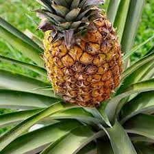 Brown Pineapple Seeds for Planting Grow Your Own Fruit