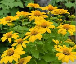 Yellow Tithonia Diversifolia Giant Sunflower Tree Seeds Planting Tips Included