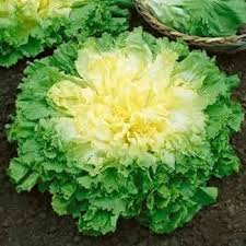 Green Yellow Endive Seeds for Planting Vegetable Garden Starter
