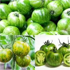 Green Zebra Tomato Seeds for Planting Heirloom Vegetable Garden Seeds