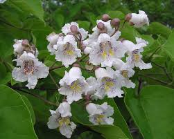 White Catalpa Bignonioides Seeds for Planting