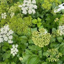 Scotch Lovage (Ligusticum scoticum) Flower seeds for Planting - Wildflower Mix, Heirloom & GMO Free Seeds for Home Garden