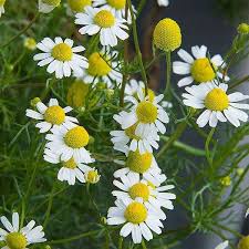 Chamomile Seeds for Planting - Grow Your Own Chamomile Flowers