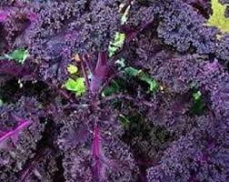 Red Veins Scarlet Kale Seeds for Planting