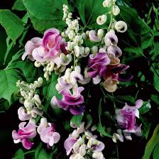 Corkscrew Vine Planting Seeds for Stunning Climbing Blooms